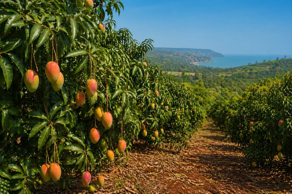 Alphonso mangoes ripening on trees in hillside rows overlooking the Konkan coast