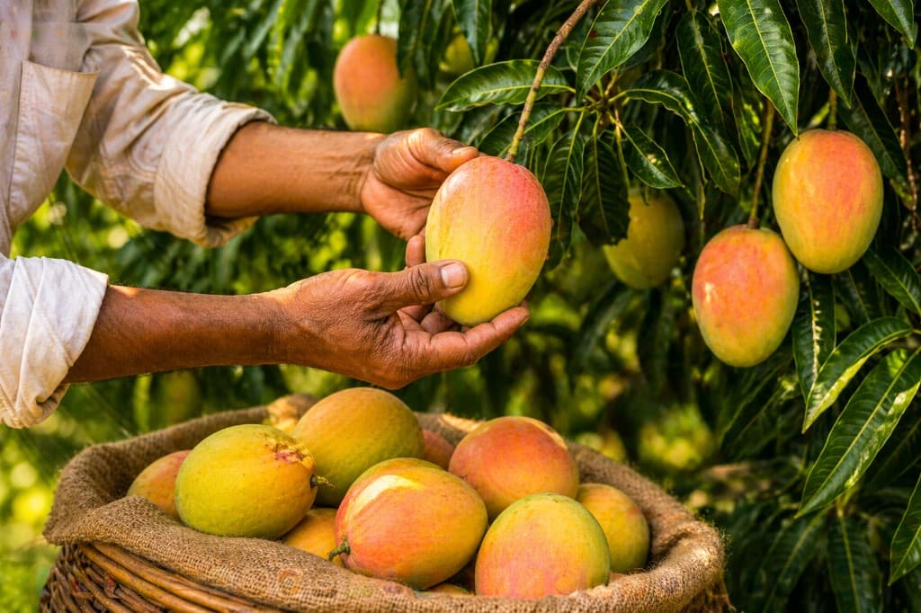 Hands harvesting a ripe mango from the tree beside a woven basket filled with fruit