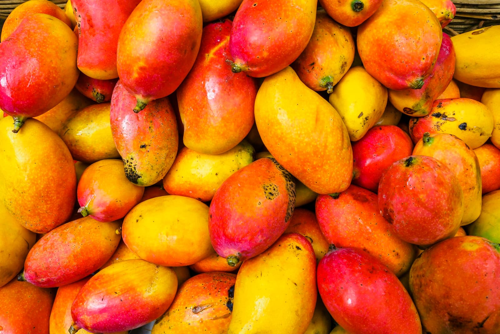 Ratnagiri vs Karnataka Alphonso: Why Maharashtra is Superior